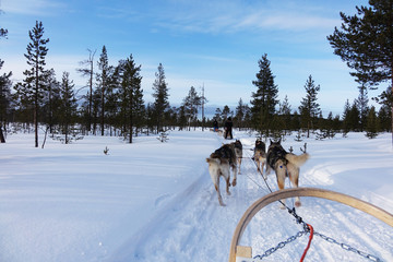 Finland; Husky's running in Lapland