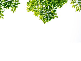 Fototapeta premium Isolated of beautiful tree branch with colorful leaf on white background. Clipping path and copy space- Image.
