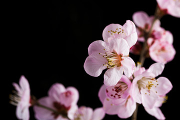 Fototapeta na wymiar Peach blossom on black background