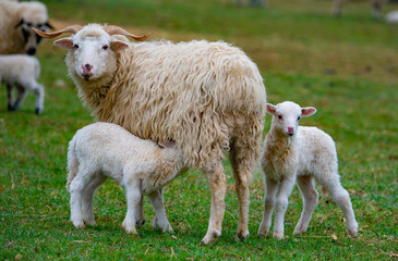 sheep with her lambs close up