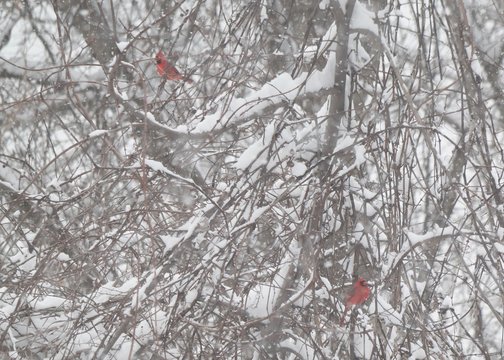 Cardinals during winter snow
