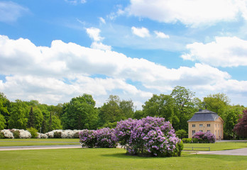 Großer Garten Dresden im Frühling mit Flieder