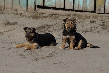 two little brown dogs are lying on the gray sand road