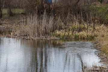 part of the lake with water and dry reeds and grass near the shore
