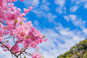 河津桜　静岡県賀茂郡河津町　河津桜まつり