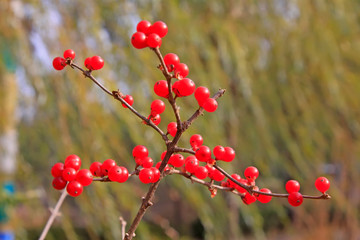 Lonicera maackii red spherical fruit in a park