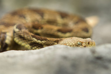 Rattlesnake pit viper bang poisonous dangerous harmful look out stay away beer run scales eyes