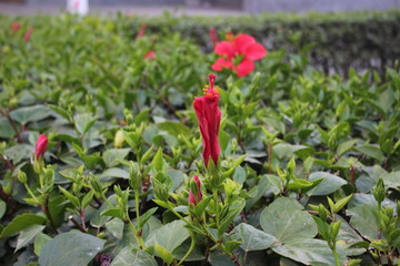 red flower in the green garden Morocco