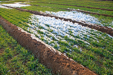 ice and snow in wheat fields
