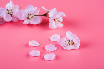 Obraz na płótnie Canvas Peach flowers. Peach blossom on a pink background
