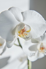 Obraz premium Białe orchidee na słońcu, zielony pączek, nowy kwiat, motyl, makro, Phalaenopsis, Doritis, Grafia, Kingidium, Kingiella, Lesliea, Synadena, Stauroglottis, Stauritis, Polystylus, Polychilos
