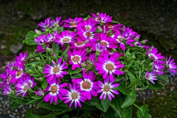 bouquet of blooming small red flowers with green leaves