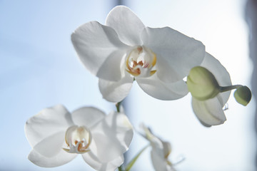Fototapeta na wymiar White orchids on sun light, the green bud, a new flower, a butterfly, macro, Phalaenopsis, Doritis, Grafia, Kingidium, Kingiella, Lesliea, Synadena, Stauroglottis, Stauritis, Polystylus, Polychilos