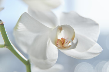 White orchids on sun light, the green bud, a new flower, a butterfly, macro, Phalaenopsis, Doritis,...