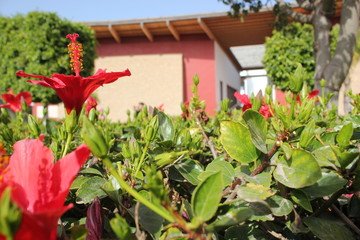 Fototapeta na wymiar red flower in the green garden Morocco