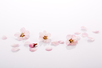 Close-up of pink peach flowers on white background