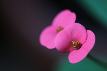 orchid on black background