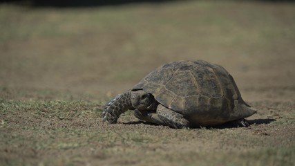 land turtle on the roads