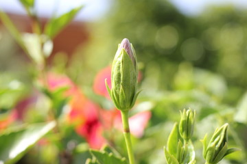red flower in the green garden Morocco