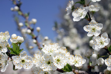 Spring blossom background. Beautiful blooming tree and sun flare. Sunny day. Spring flowers. Beautiful Orchard. Springtime. Orchard blossoms. Blooming tree and bees.