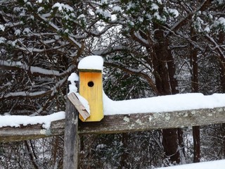 Birdhouse in Winter