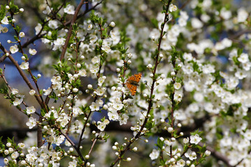 Spring blossom background. Beautiful blooming tree and sun flare. Sunny day. Spring flowers. Beautiful Orchard. Springtime. Orchard blossoms. Blooming tree and bees.