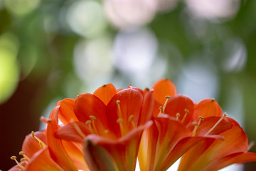 Flowers on orange background