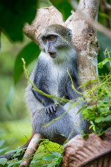 monkey among green trees