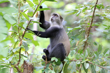 funny monkey in green forest