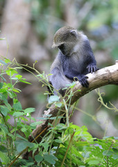 small monkey on tree