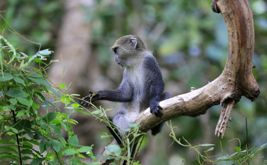 Naklejka na ściany i meble small monkey on branch in forest