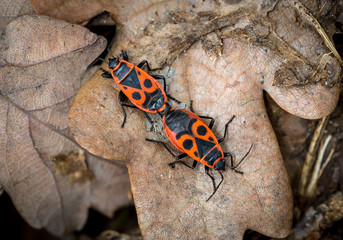 two red wood bugs on an oak leaf