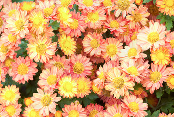 Daisy backgrounds.High Angle View Of colorful Flowers Blooming On Field