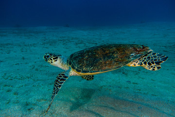 Obraz premium Hawksbill sea turtle in the Red Sea, dahab, blue lagoon sinai