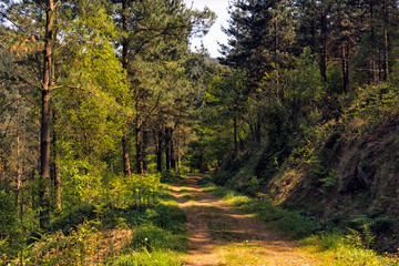 Fototapeta na wymiar forest in the north of spain