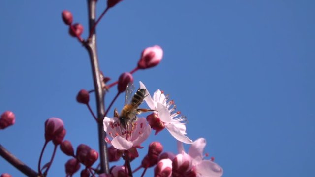 Wildbiene an Zierbaum im Moseltal
