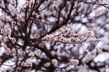 Close-up of first gentle white flowers blooming cherry branch. Selective focus. Spring concept.