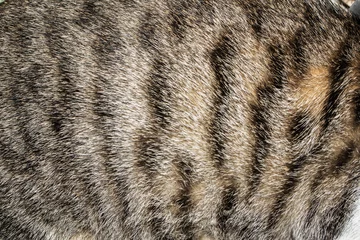 Fototapeten cat fur closeup texture background © flyingsky09