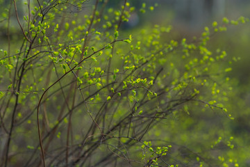 The first green leaves on the twigs. Selective focus. Spring concept. natural bokeh effect