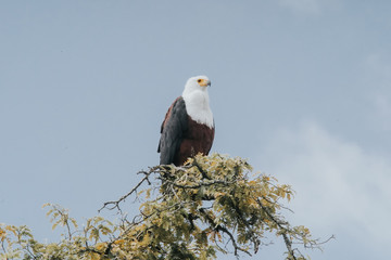 Fish eagle in Uganda