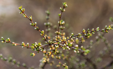 The first green leaves on the twigs. Selective focus. Spring concept. natural bokeh effect