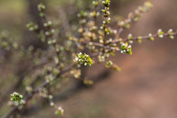 The first green leaves on the twigs. Selective focus. Spring concept. natural bokeh effect