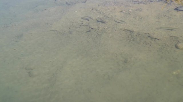 Underwater Photography, Fish In Shallow Water