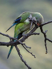 A parrot on a tree in Merlo, San Luis, Argentina.