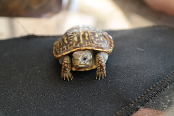 Little Turtle