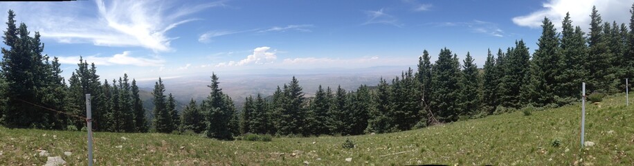 Panorama of New Mexico Forest