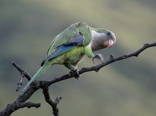 A parrot on a tree in Merlo, San Luis, Argentina.