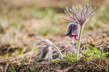 Fototapeta na wymiar Fresh meadow anemone, also called small pasque flower with dark purple cup like flowers and hairy stalk growing in a gravelly meadow on spring sunny day, green grass, blurry background, copy space