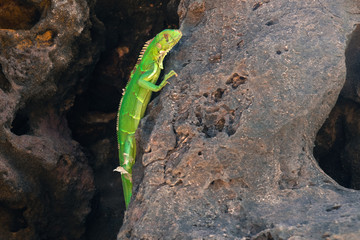 Iguana Verde