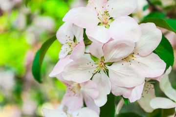 flowering fruit trees